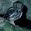 Western Screech-Owl